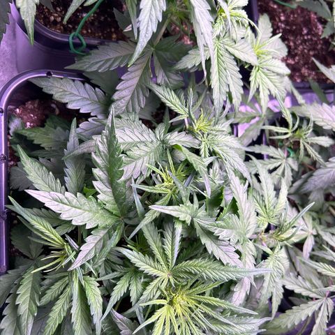 Royal Cheese Automatic growlog timeline photo