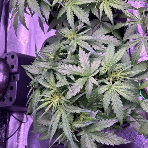 Royal Cheese Automatic growlog timeline photo