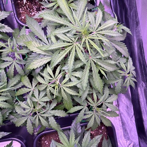 Grape Ape growlog timeline photo