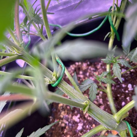Grape Ape growlog timeline photo