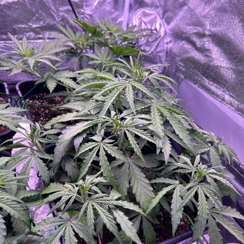 Grape Ape growlog timeline photo