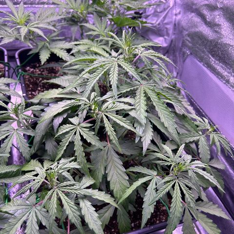 Grape Ape growlog timeline photo