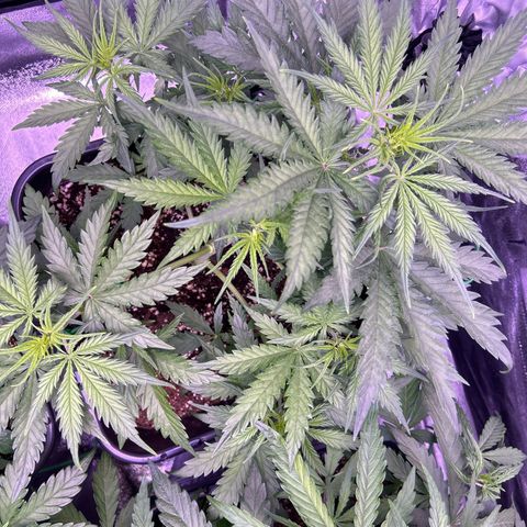Royal Kush Automatic growlog timeline photo