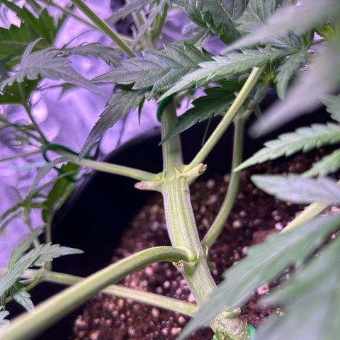 Royal Kush Automatic growlog timeline photo