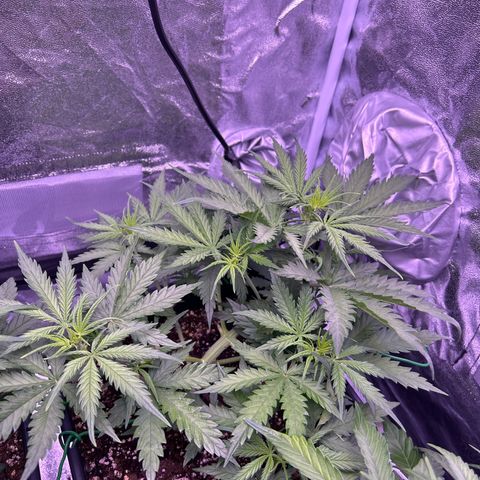 Royal Kush Automatic growlog timeline photo