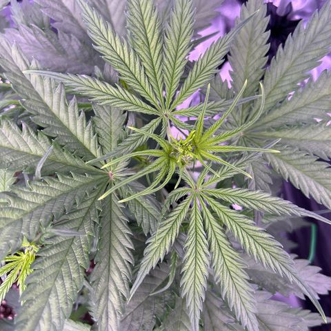 Royal Kush Automatic growlog timeline photo