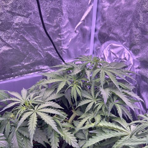 Royal Kush Automatic growlog timeline photo