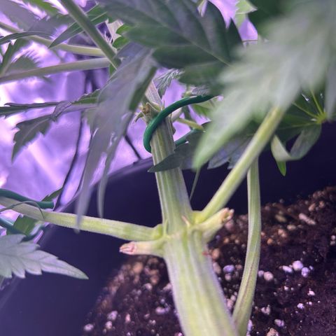 Royal Kush Automatic growlog timeline photo