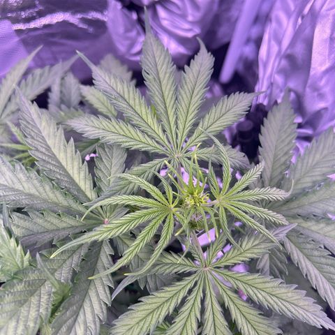 Royal Kush Automatic growlog timeline photo