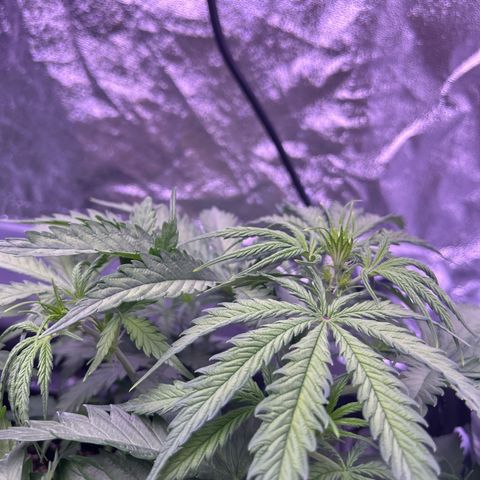 Royal Kush Automatic growlog timeline photo