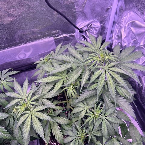 Royal Kush Automatic growlog timeline photo