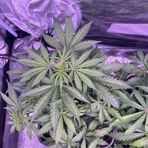 Royal Kush Automatic growlog timeline photo