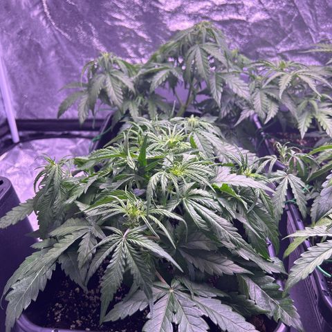 Royal Cheese Automatic growlog timeline photo