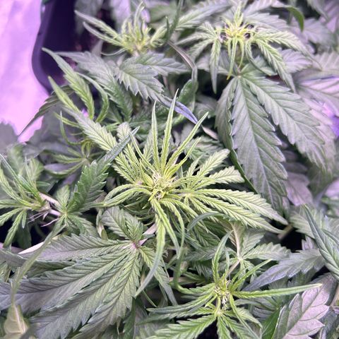 Royal Cheese Automatic growlog timeline photo