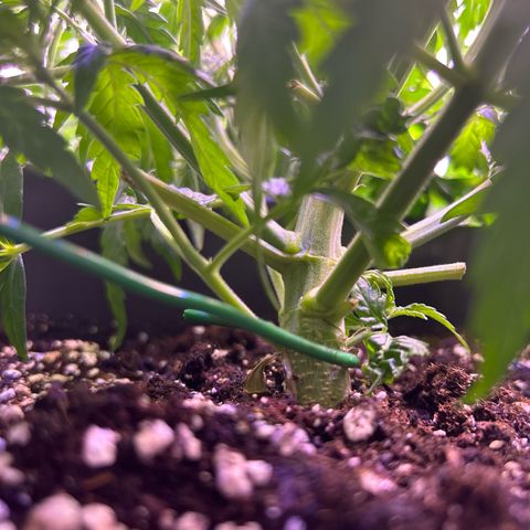 Royal Cheese Automatic growlog timeline photo