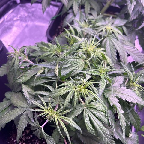 Royal Cheese Automatic growlog timeline photo