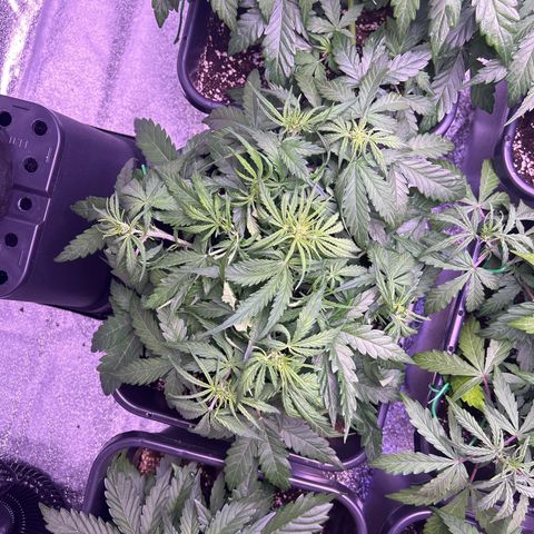 Royal Cheese Automatic growlog timeline photo