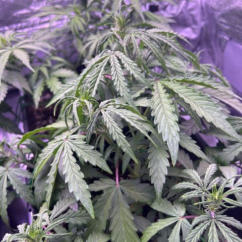 Grape Ape growlog timeline photo