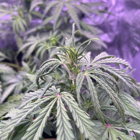 Grape Ape growlog timeline photo