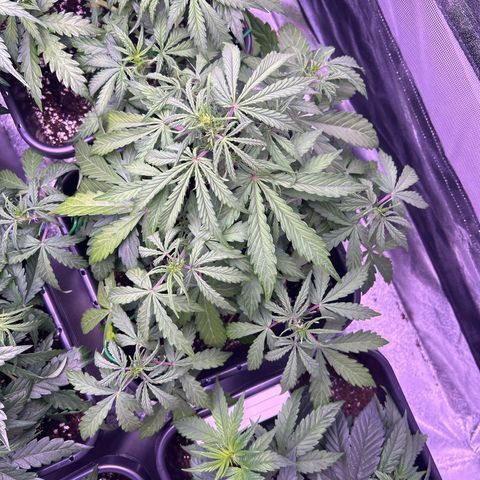 Grape Ape growlog timeline photo
