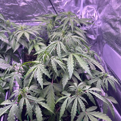 Grape Ape growlog timeline photo