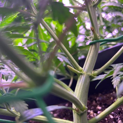 Grape Ape growlog timeline photo
