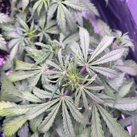 Grape Ape growlog timeline photo