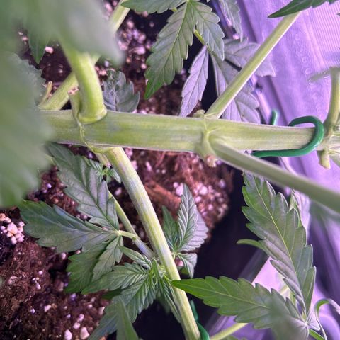 Wedding Cake Auto growlog timeline photo