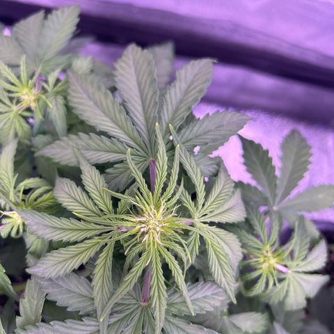 Wedding Cake Auto growlog timeline photo