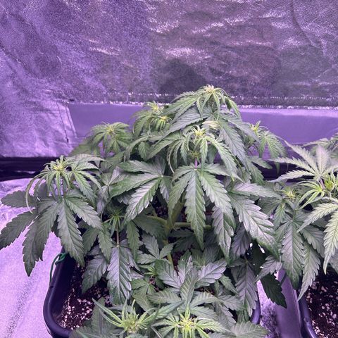 Wedding Cake Auto growlog timeline photo