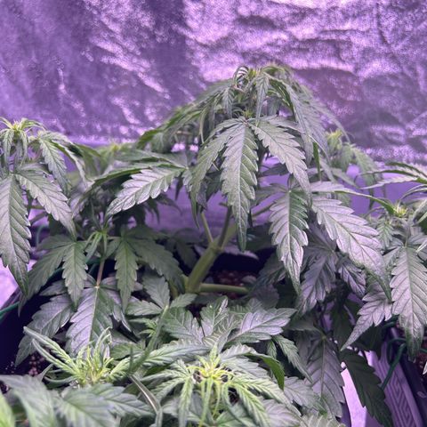 Wedding Cake Auto growlog timeline photo