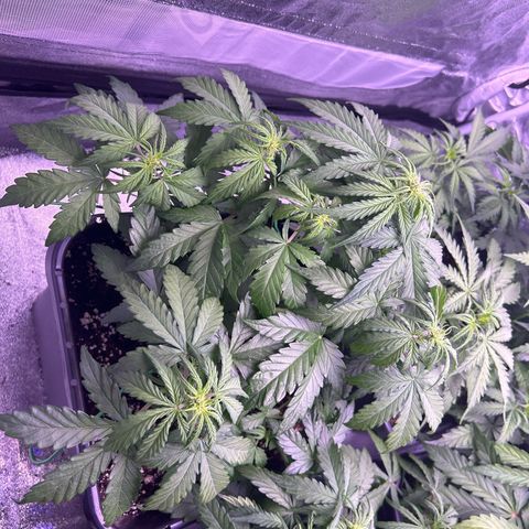 Wedding Cake Auto growlog timeline photo