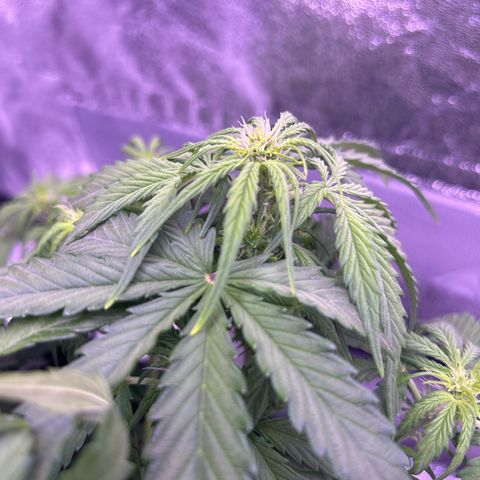 Wedding Cake Auto growlog timeline photo