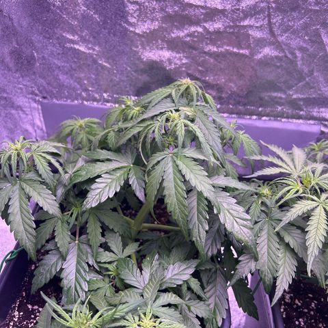 Wedding Cake Auto growlog timeline photo