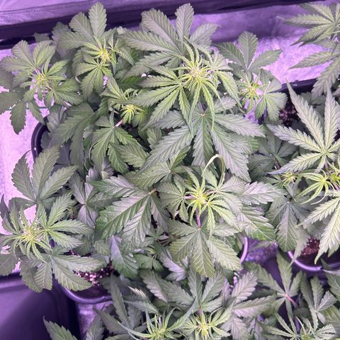 Wedding Cake Auto growlog timeline photo
