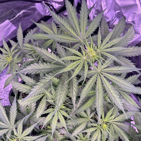Royal Kush Automatic growlog timeline photo