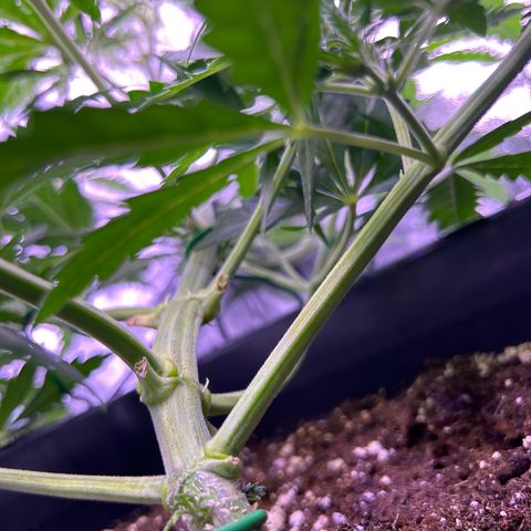 Royal Kush Automatic growlog timeline photo