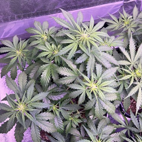 Wedding Cake Auto growlog timeline photo