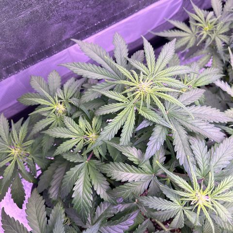 Wedding Cake Auto growlog timeline photo