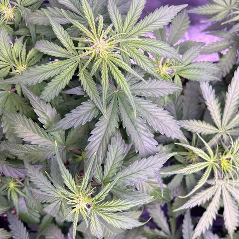 Wedding Cake Auto growlog timeline photo