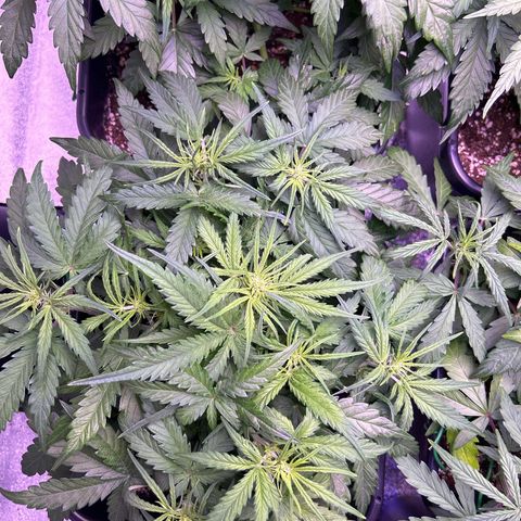 Royal Cheese Automatic growlog timeline photo