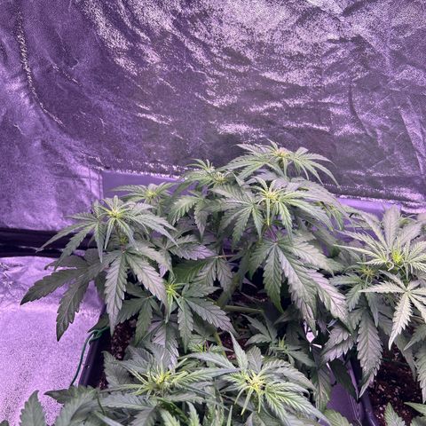 Wedding Cake Auto growlog timeline photo