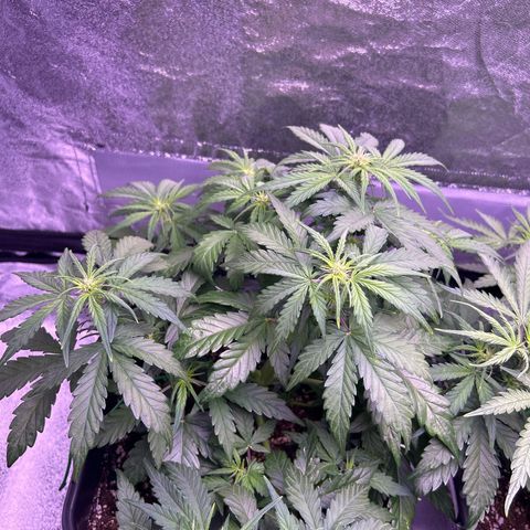 Wedding Cake Auto growlog timeline photo