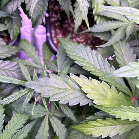 Grape Ape growlog timeline photo