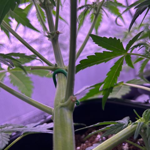 Wedding Cake Auto growlog timeline photo