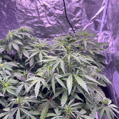 Grape Ape growlog timeline photo