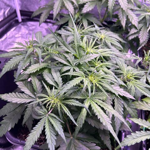 Royal Cheese Automatic growlog timeline photo