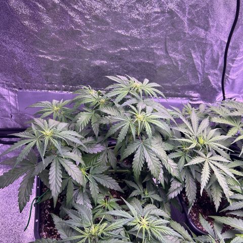 Wedding Cake Auto growlog timeline photo