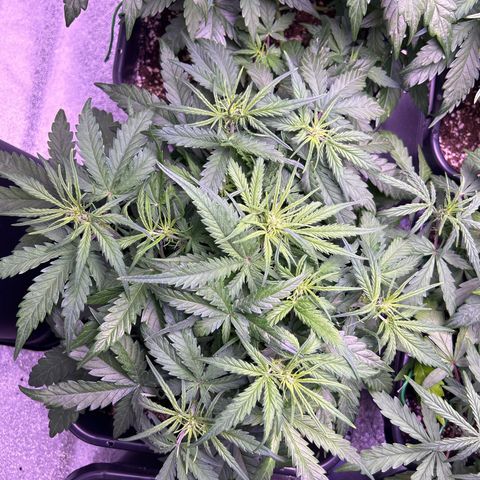 Royal Cheese Automatic growlog timeline photo