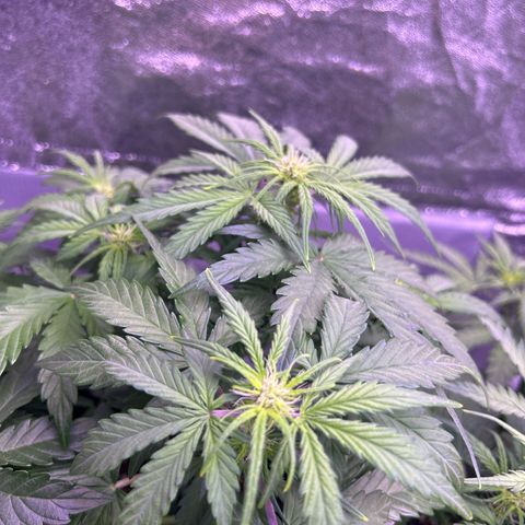 Wedding Cake Auto growlog timeline photo